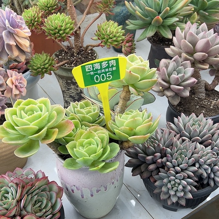 香***香星娜塔多肉植物精油005