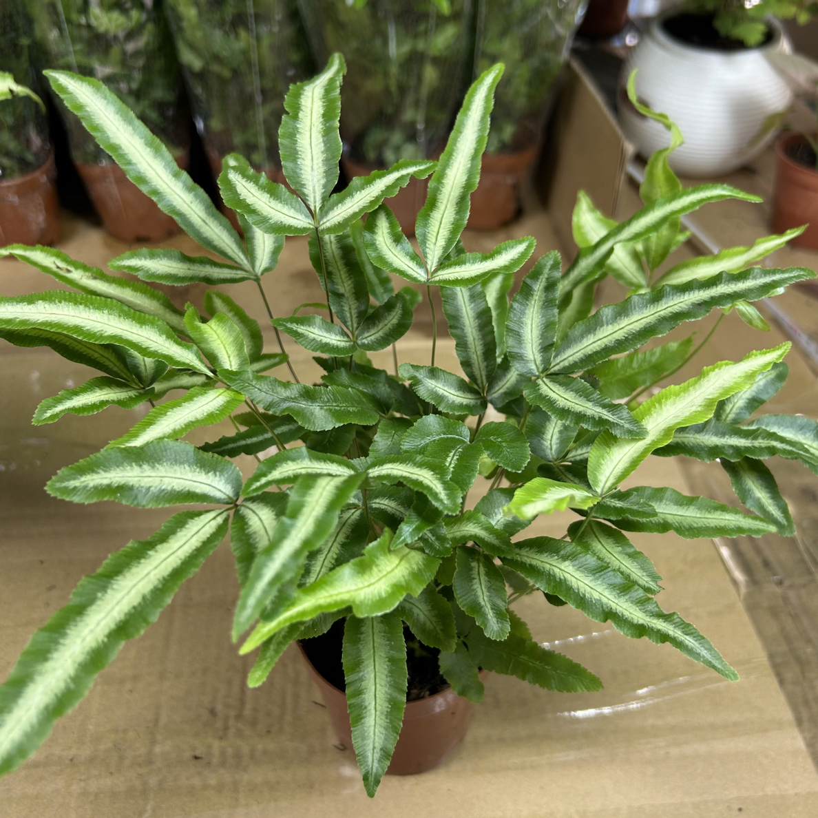 高端观叶阿波银线蕨室内耐阴观叶绿植盆栽净化空气好养活四季常青