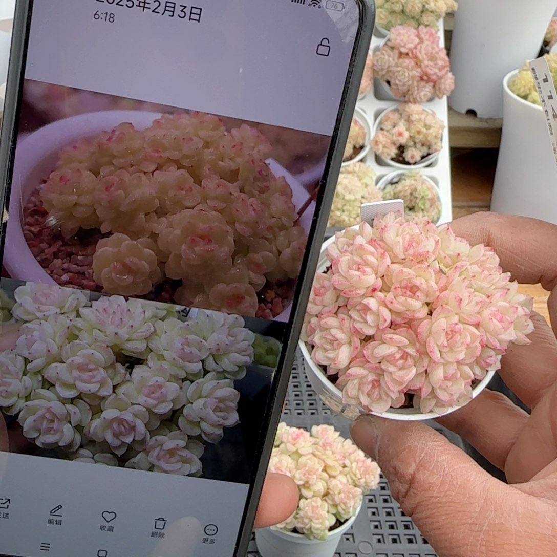 i**”【闪购商品】0209-114粉心圆脸优选麦杆