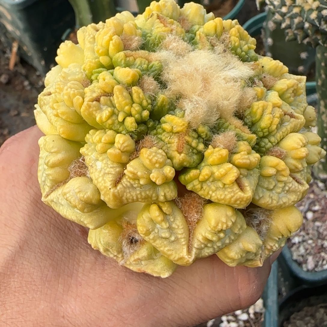 【闪购商品】无花朵大尤黑怒涛锦580