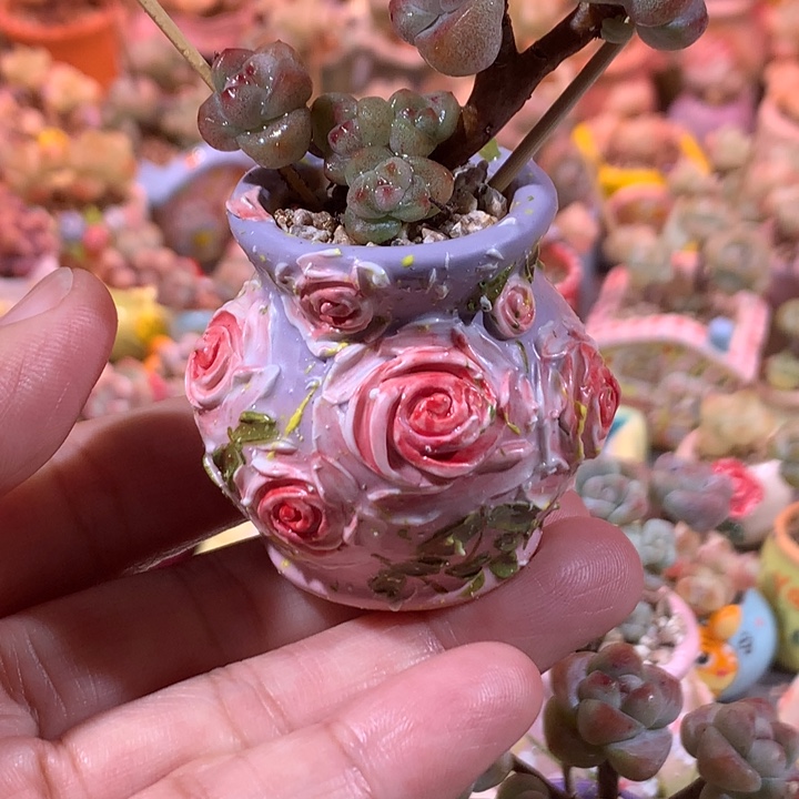 一颗肉带盆发货     