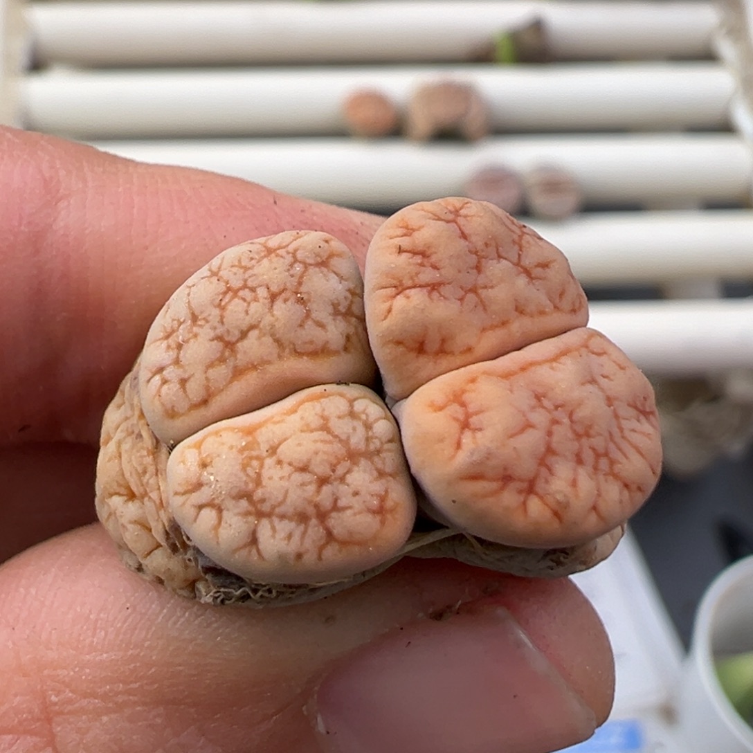 12.22好看的多肉脱土发货510