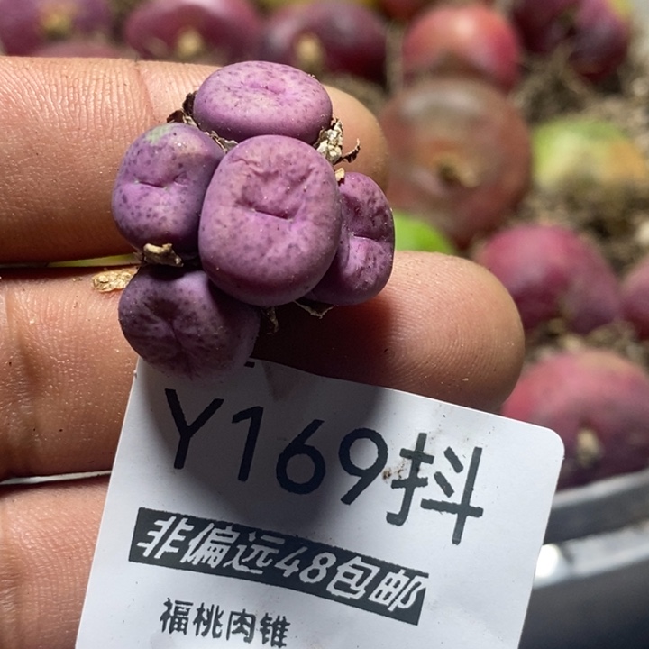 多肉一物一拍169号杂交