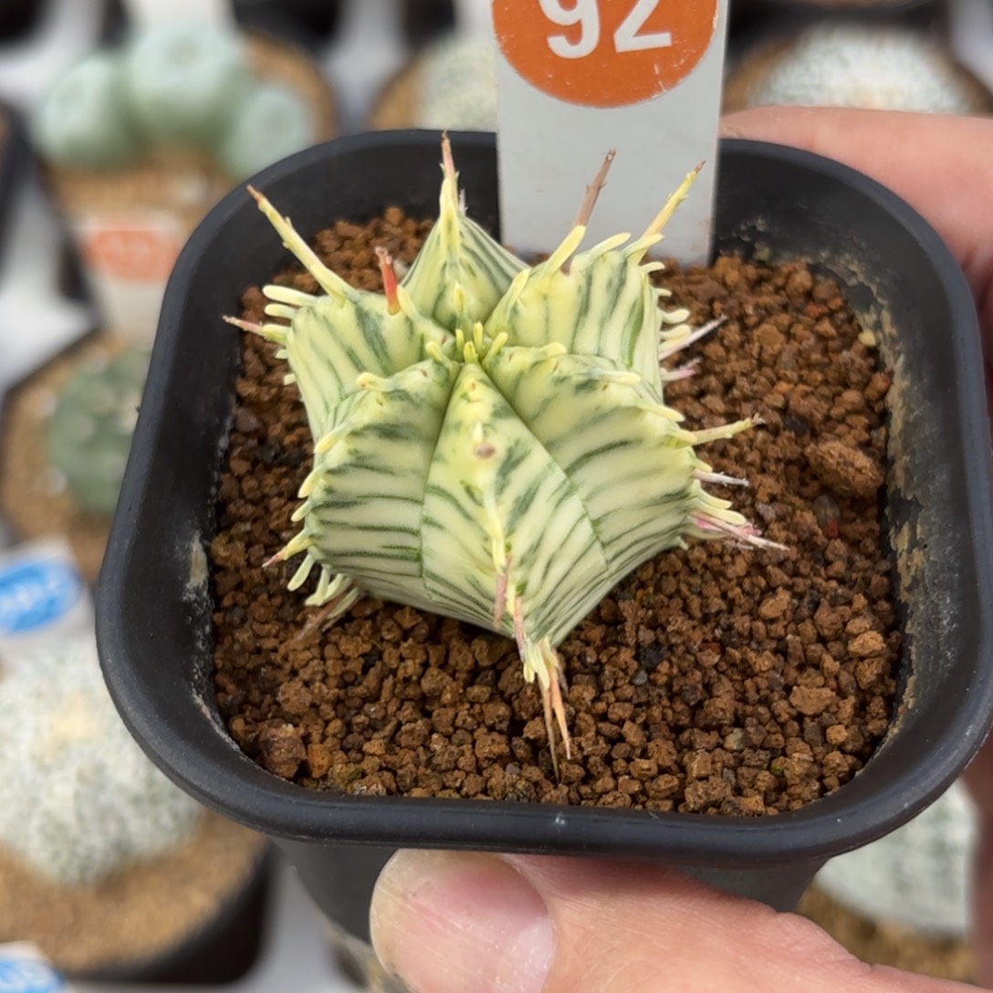 92斑马魁伟玉锦带盆带土