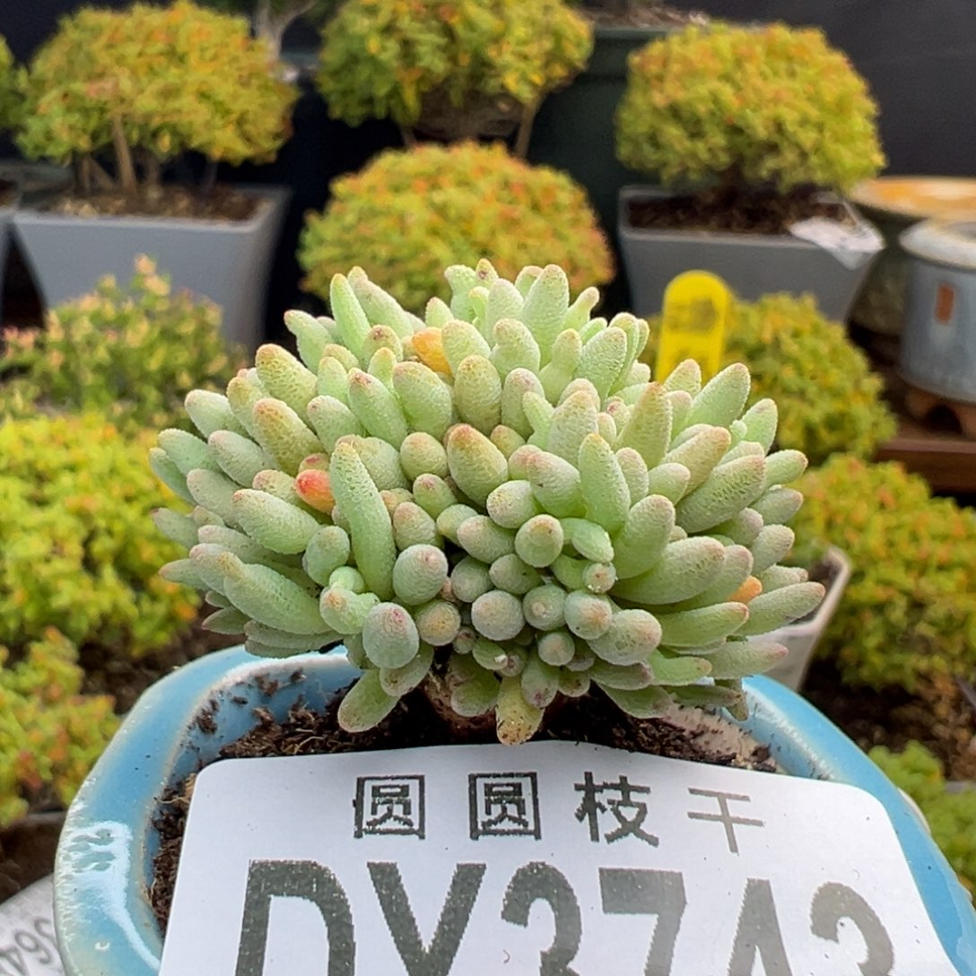 dy3743晶珊瑚冠幅3.5