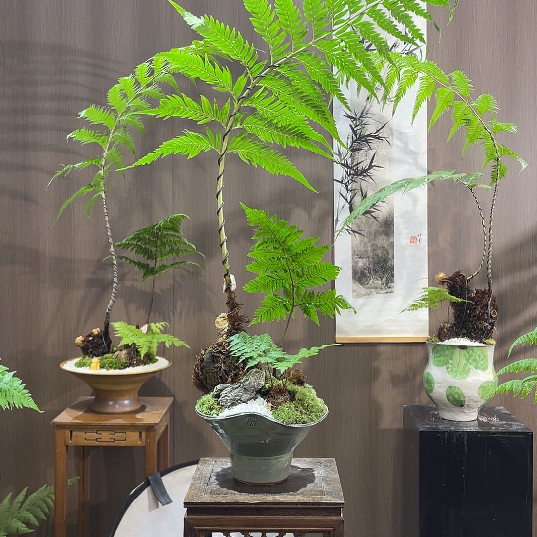 【闪购商品】用****4蕨类
