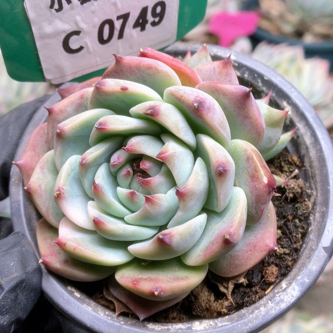 749锦锦锦锦锦锦锦