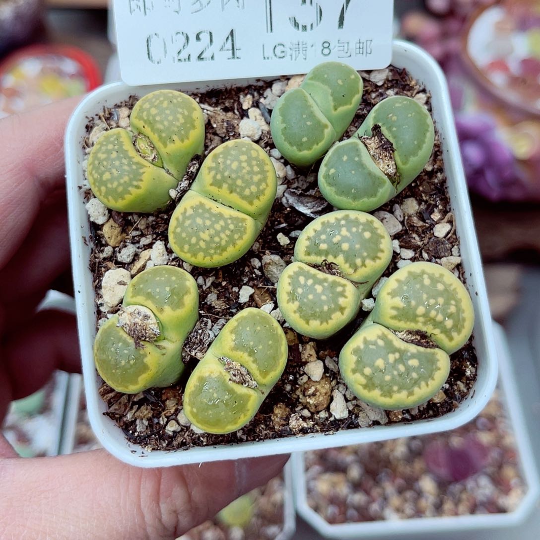 郎哥多肉生石花24-137