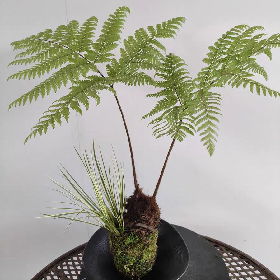 虹鳞蕨水培老桩室内绿植土培盆栽好养易活提升意境高端植物