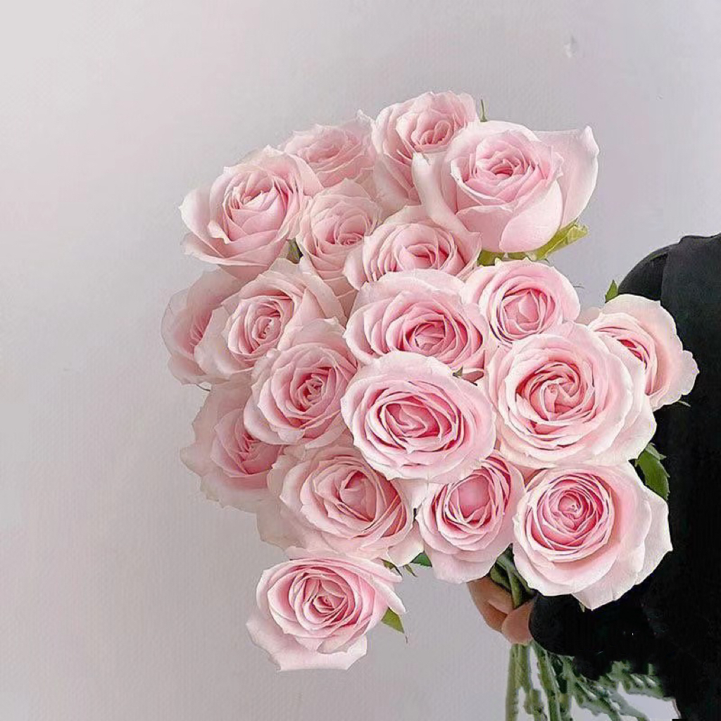 粉雪山玫瑰18支+2支防损 收到先醒花拍1单发中通2单升级快递