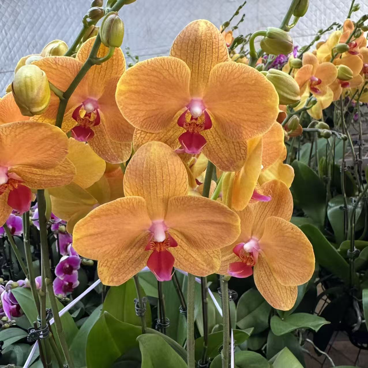 蝴蝶兰【芒果慕斯】精品室内花卉昆明直发