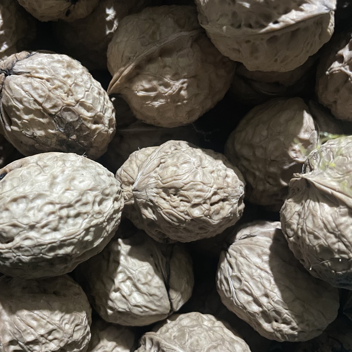 云南百年老树核桃干核桃湿核桃
