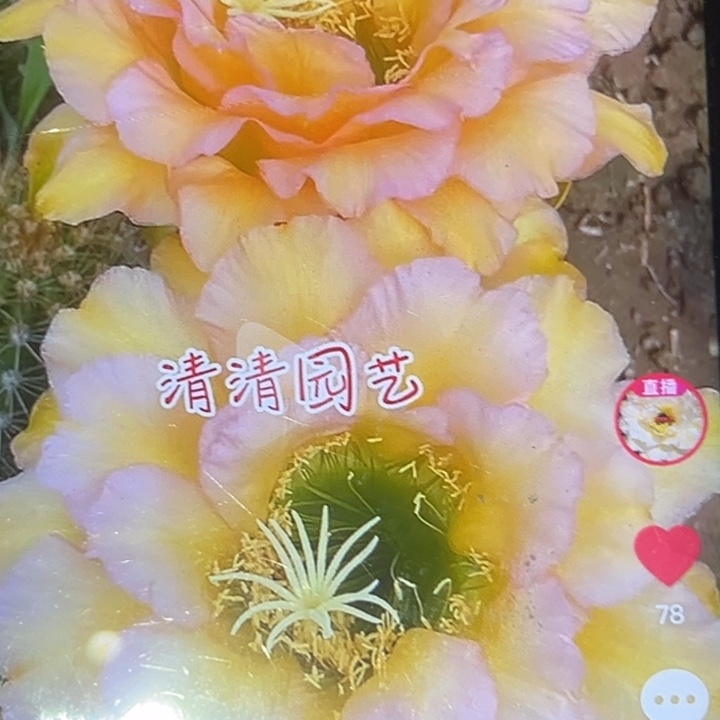 清清3-108侧牙瑕疵黑点歪