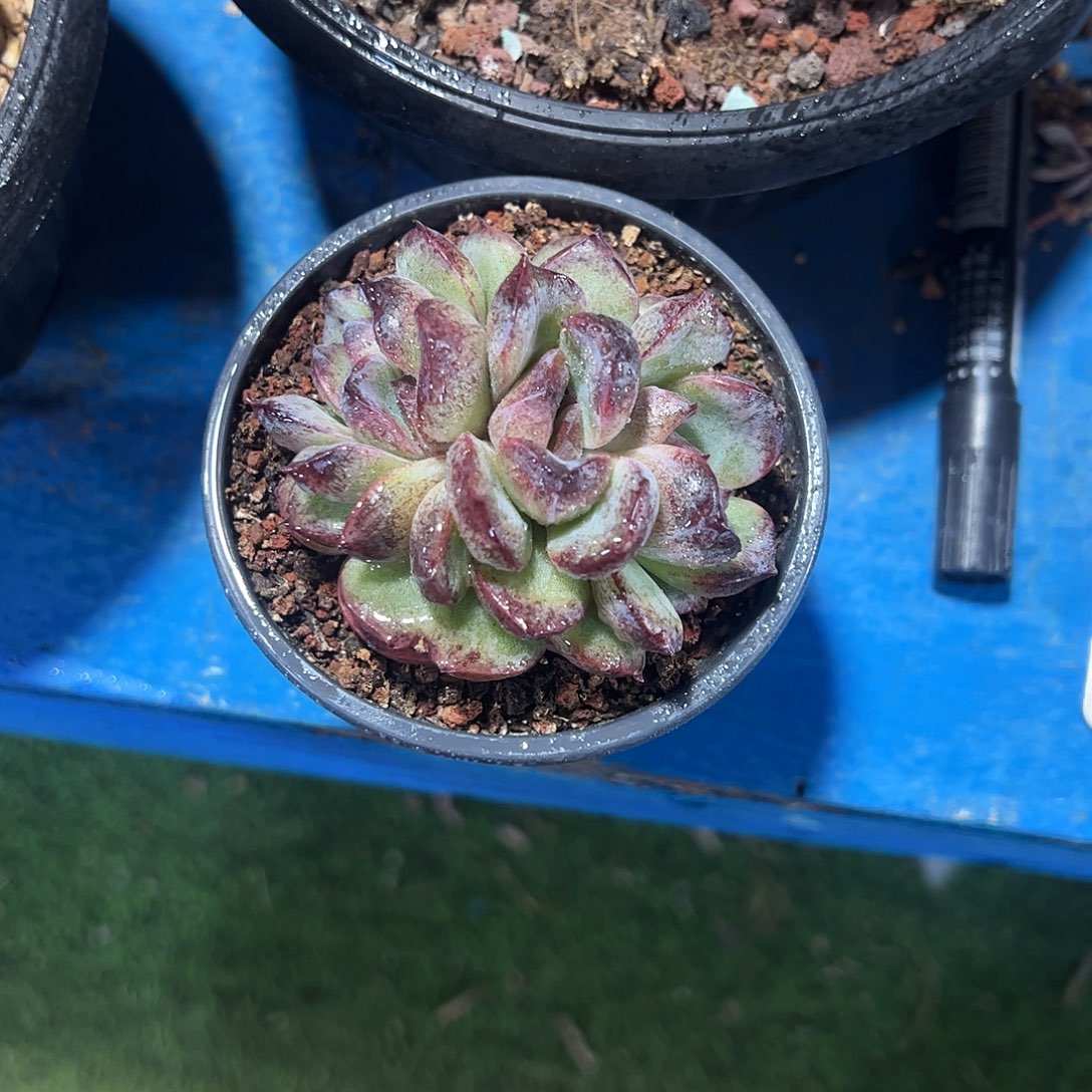 黑橙朵朵多肉植物