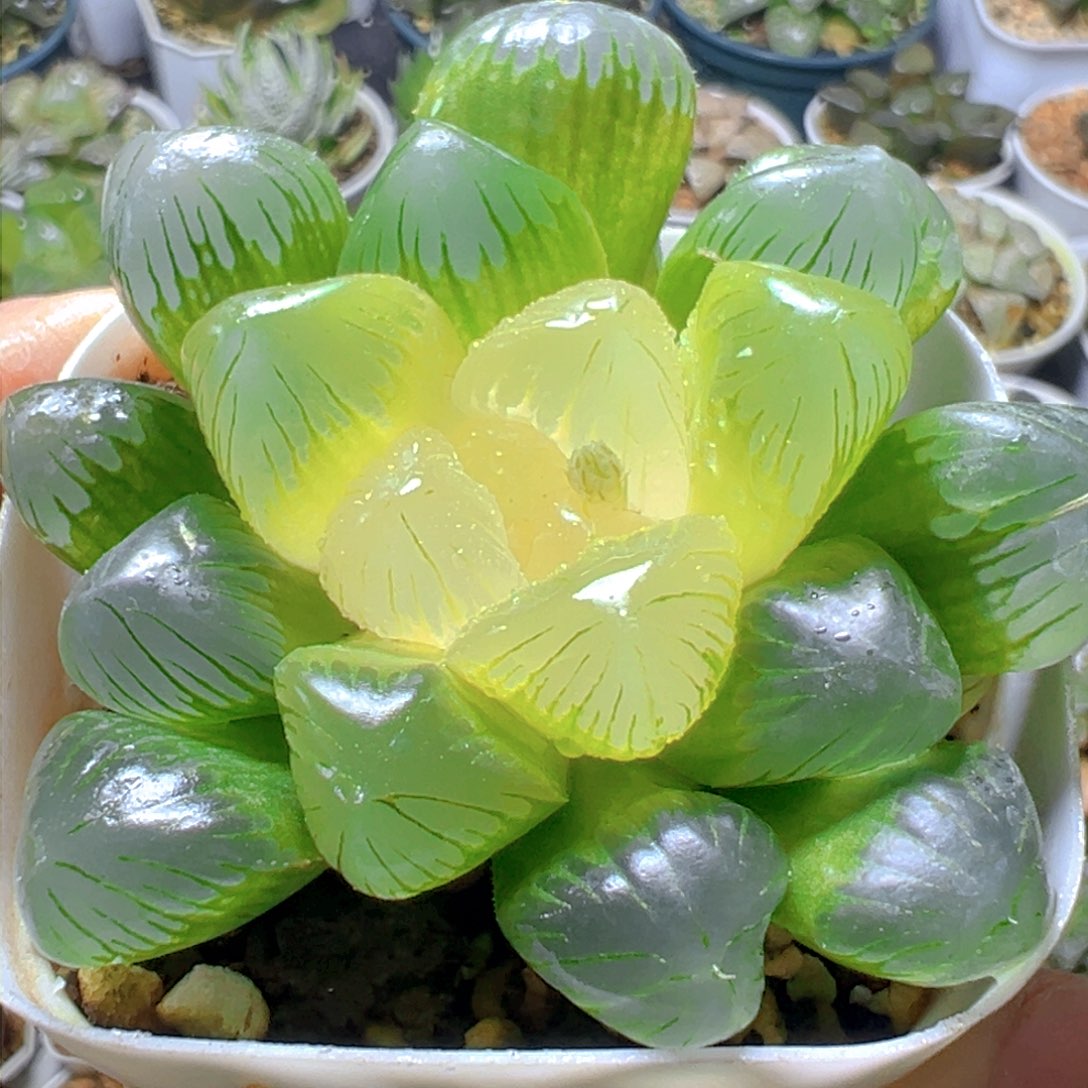 糖心玉露多肉多肉一颗