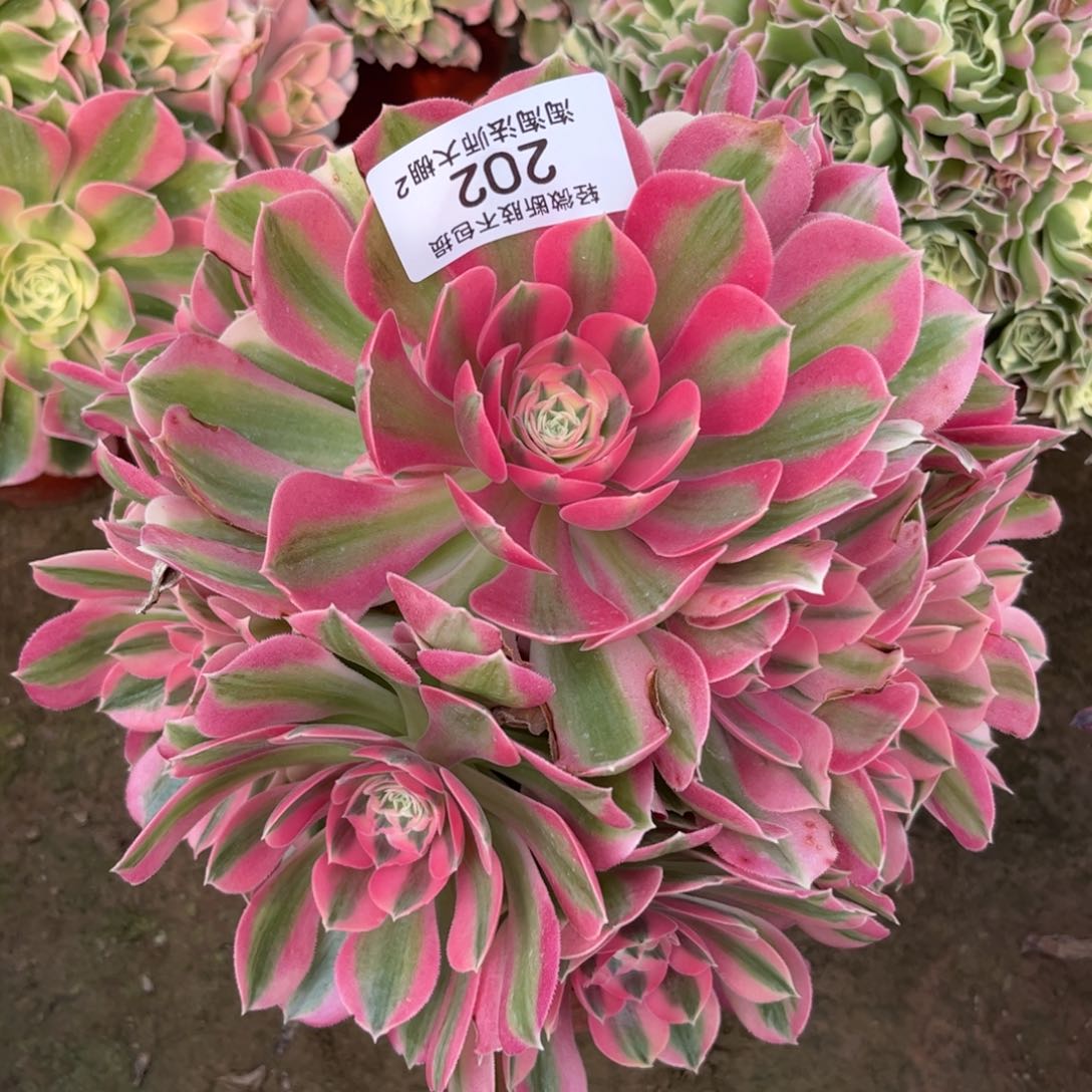 202粉女巫多肉植物法师