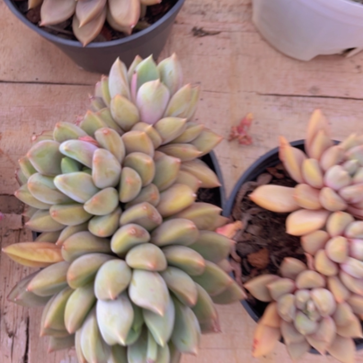 【闪购商品】红象牙14218