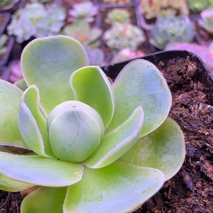 4厘米1124242457676