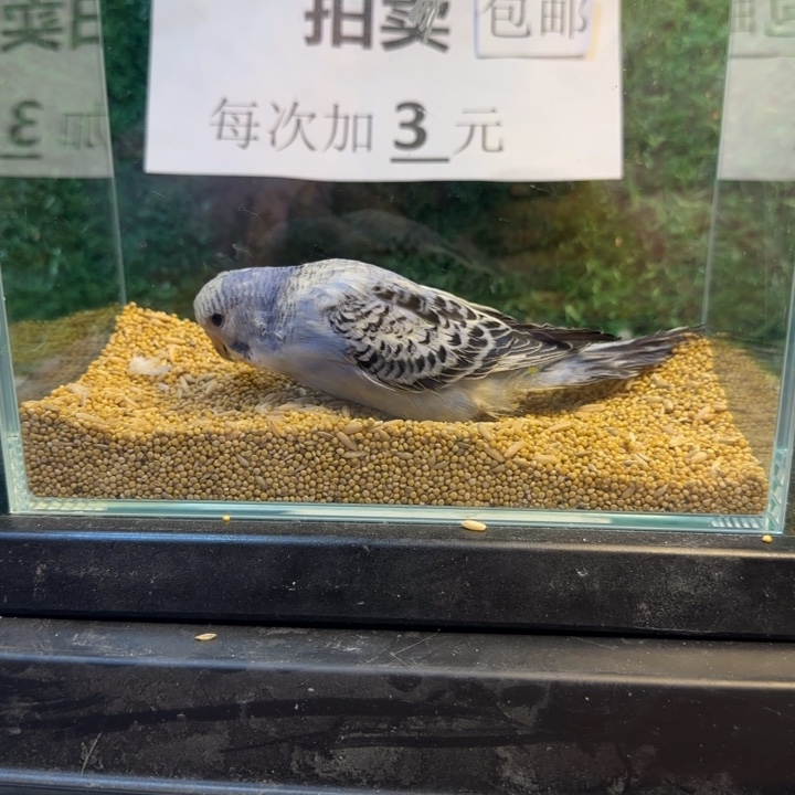 虎皮鹦鹉大头虎皮鹦鹉