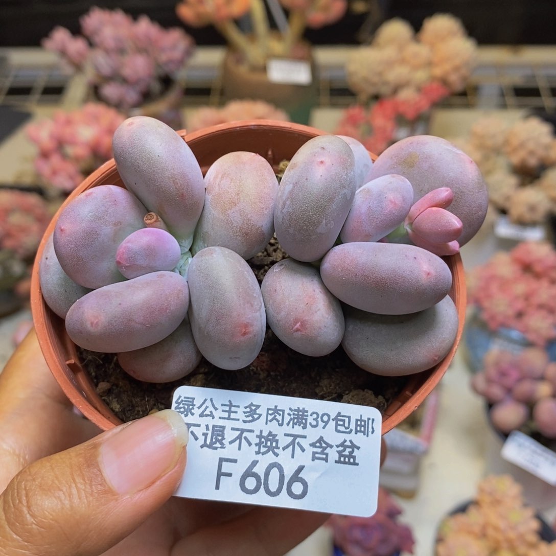 606大叶奶多肉7c m