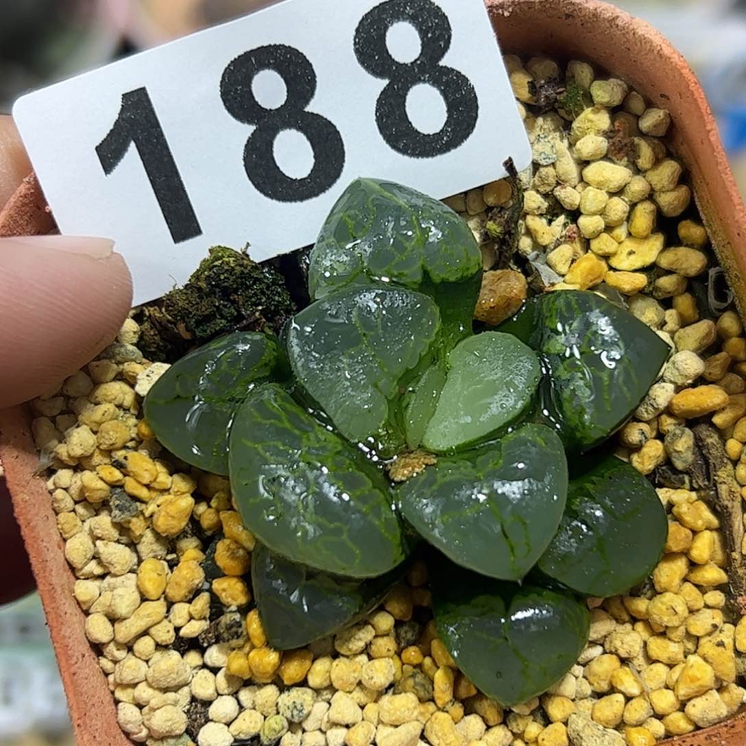 祥云寿十二卷多肉植物