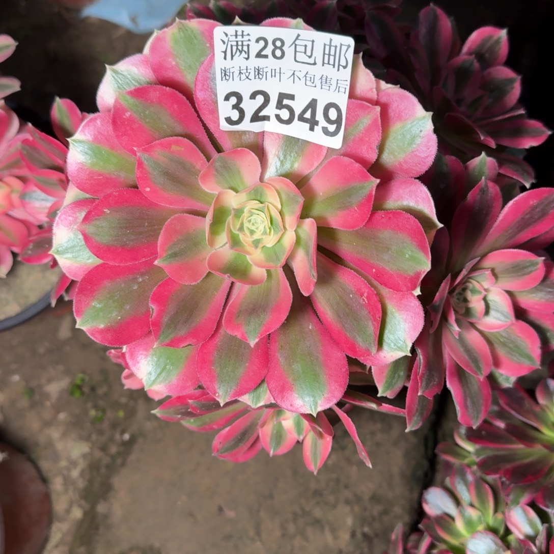 32549女巫不包断枝