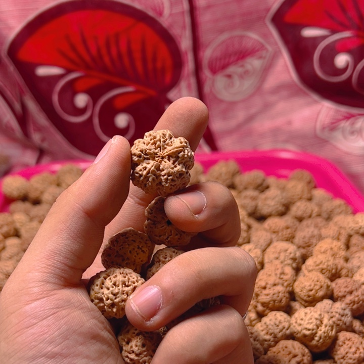 金刚菩提手串龙牙梅花散籽批发4.4kg