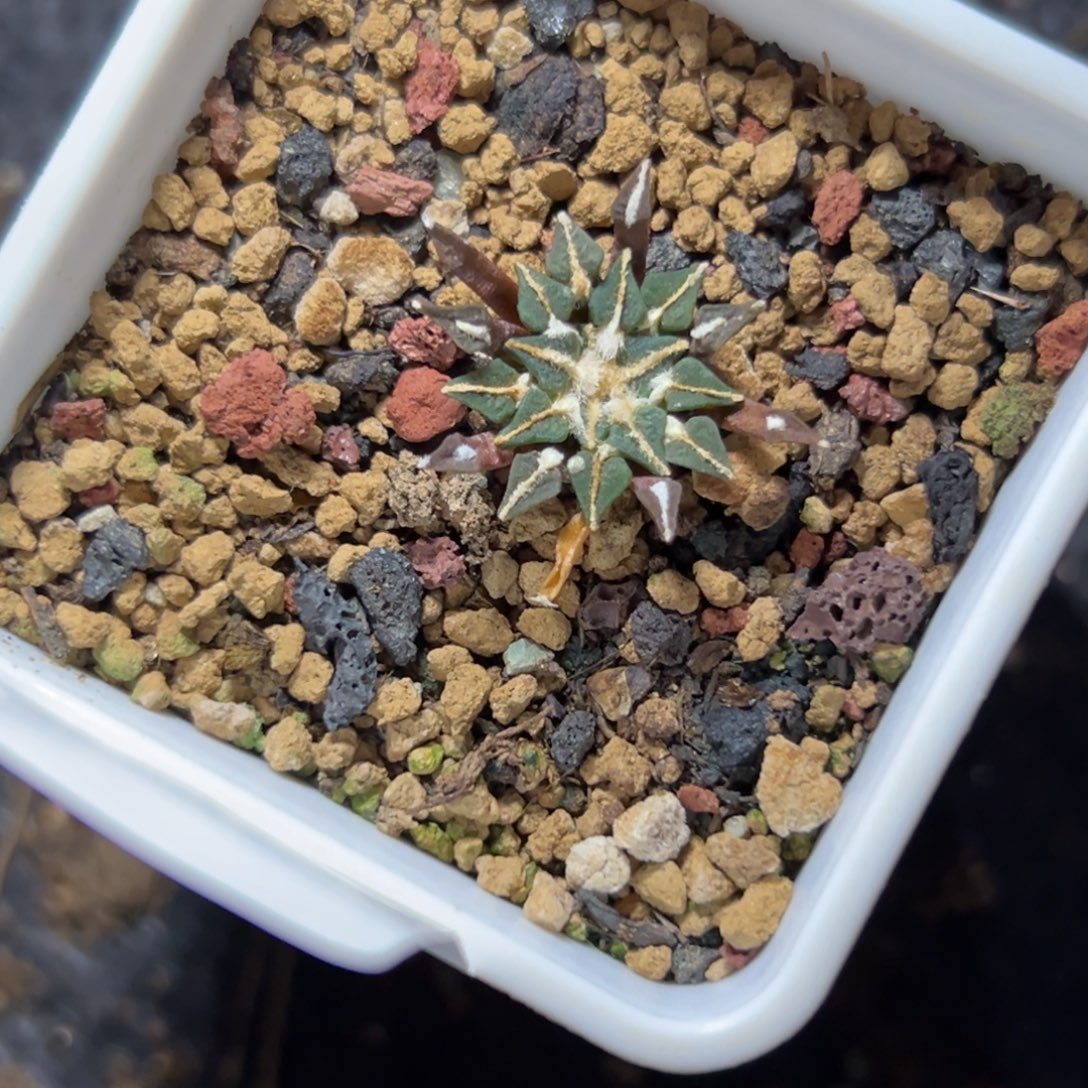 比***爷724 仙人球的比赛将于