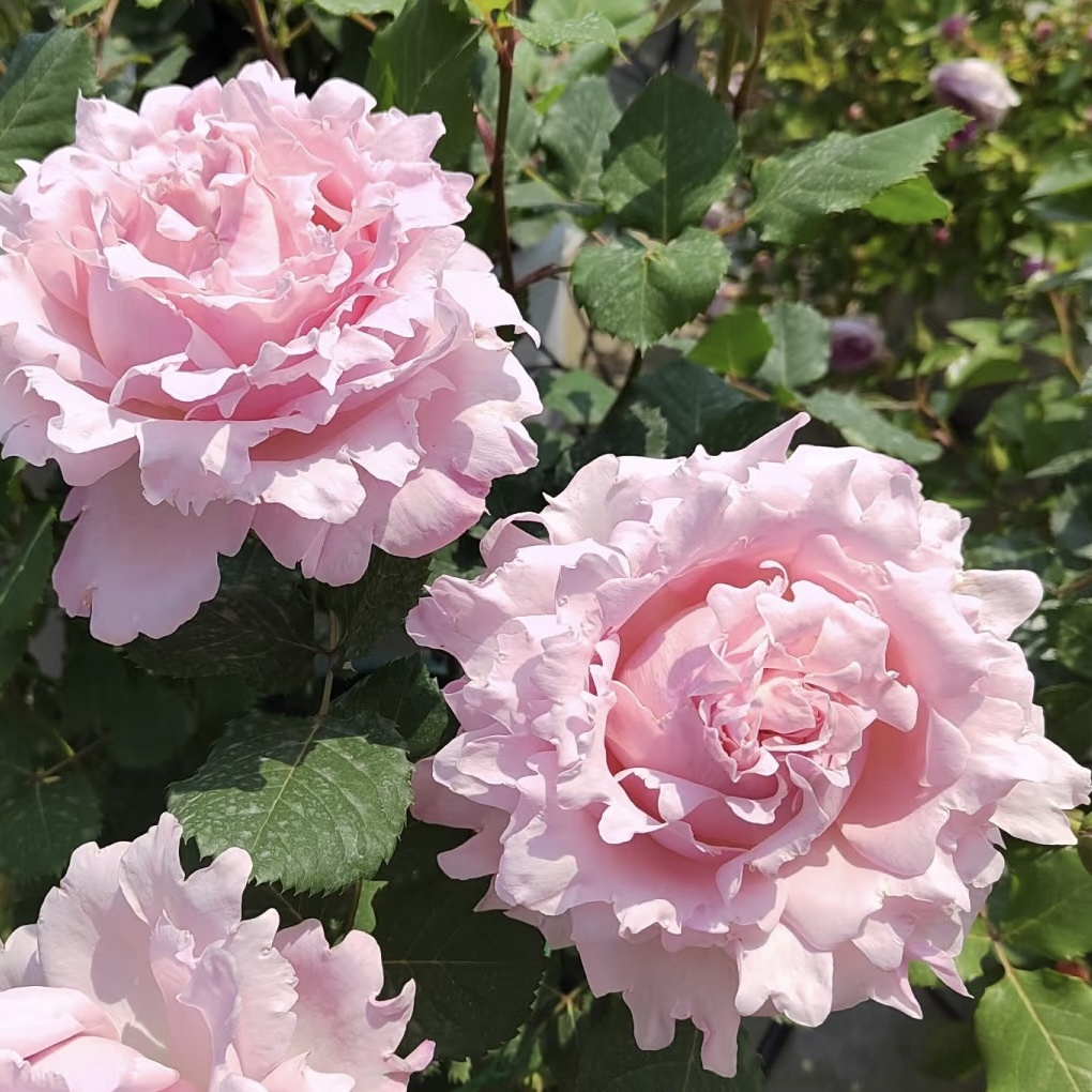 大花浓香粉色月季花苗室内阳台四季盆栽花卉绿植