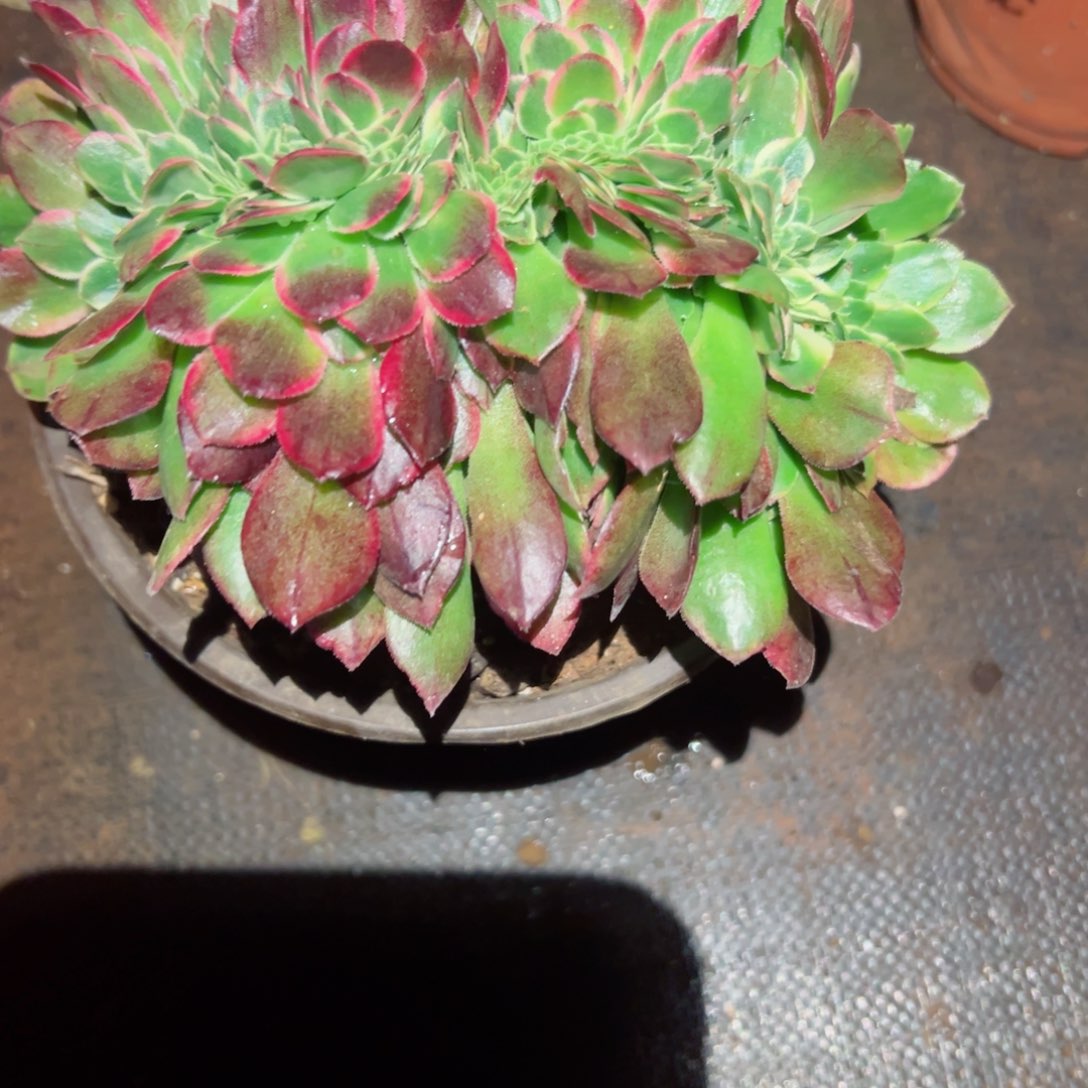 779 号多肉植物新年福利