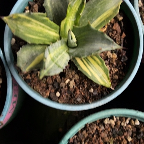赤牙龙稿斑锦植物