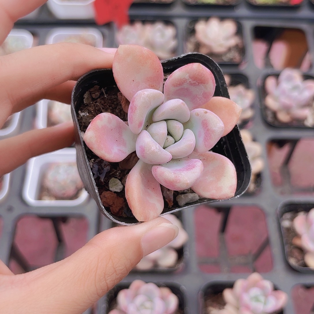 精品血斑花斑鹿多肉植物