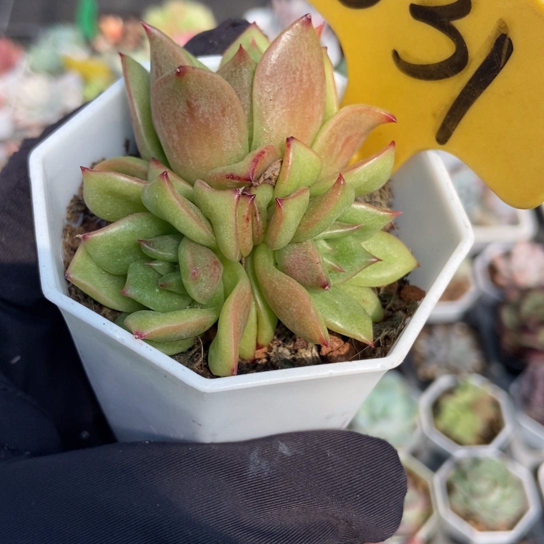 531玛利亚锦多肉植物