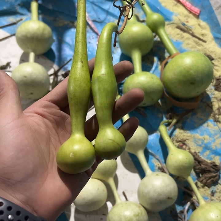 山***妇文玩葫芦摆件海马手把件