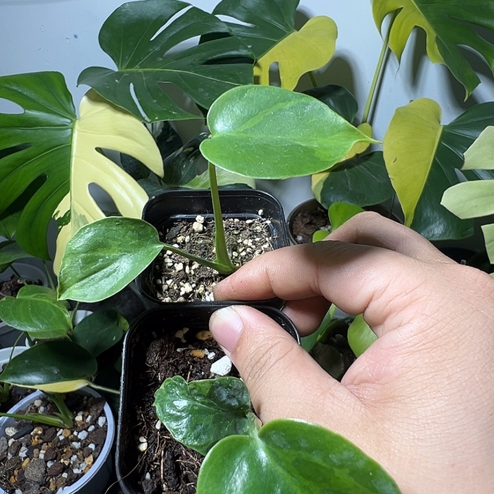 天***龙完全开放龟背竹种子苗