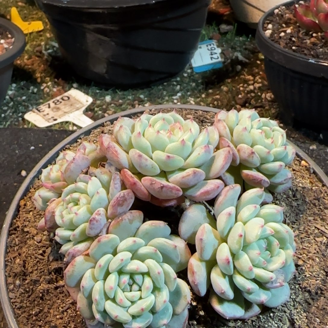 白胖子一物一拍包装收缩花旱