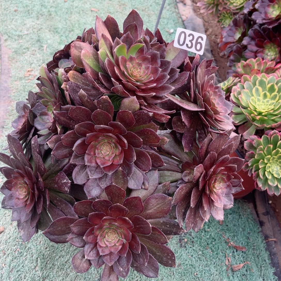 036花无缺多肉植物