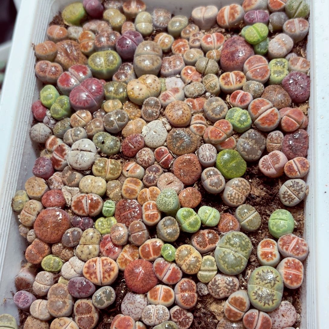 9025––零下地区需拍保温箱