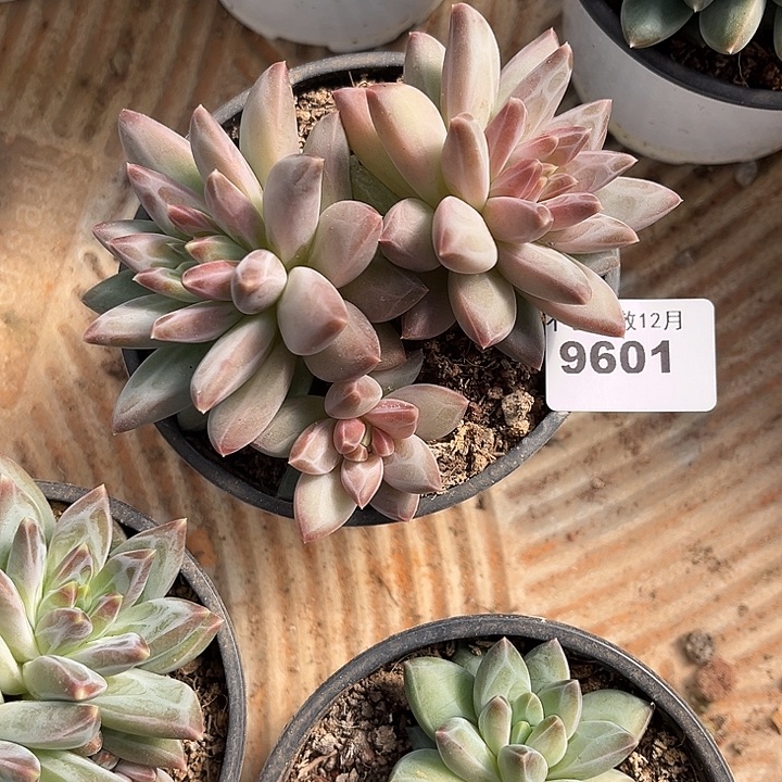 阿雅园艺。       9601