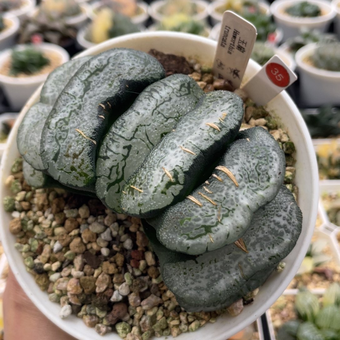 35 雪狼巨大化母本株