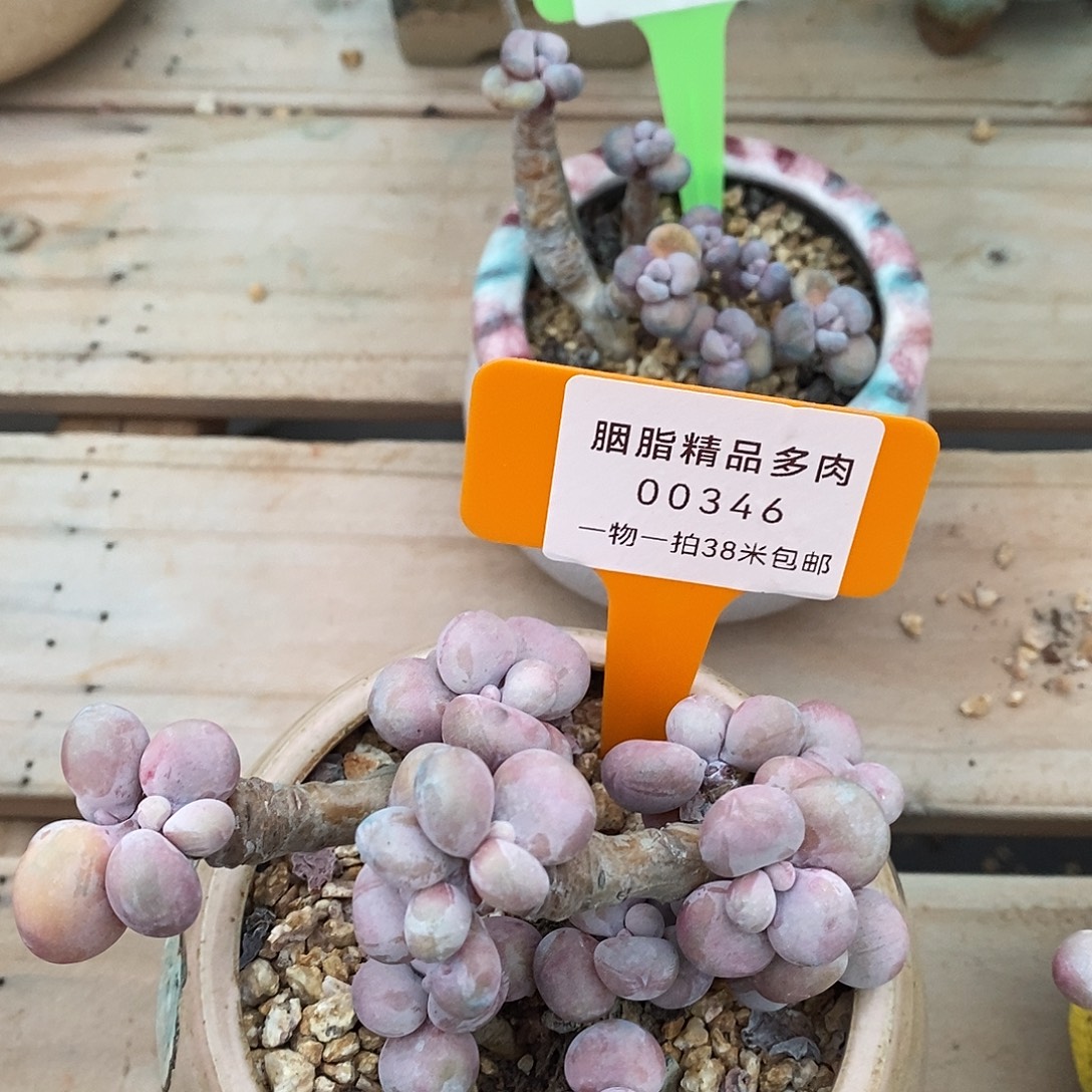 00346，阿里我去我在