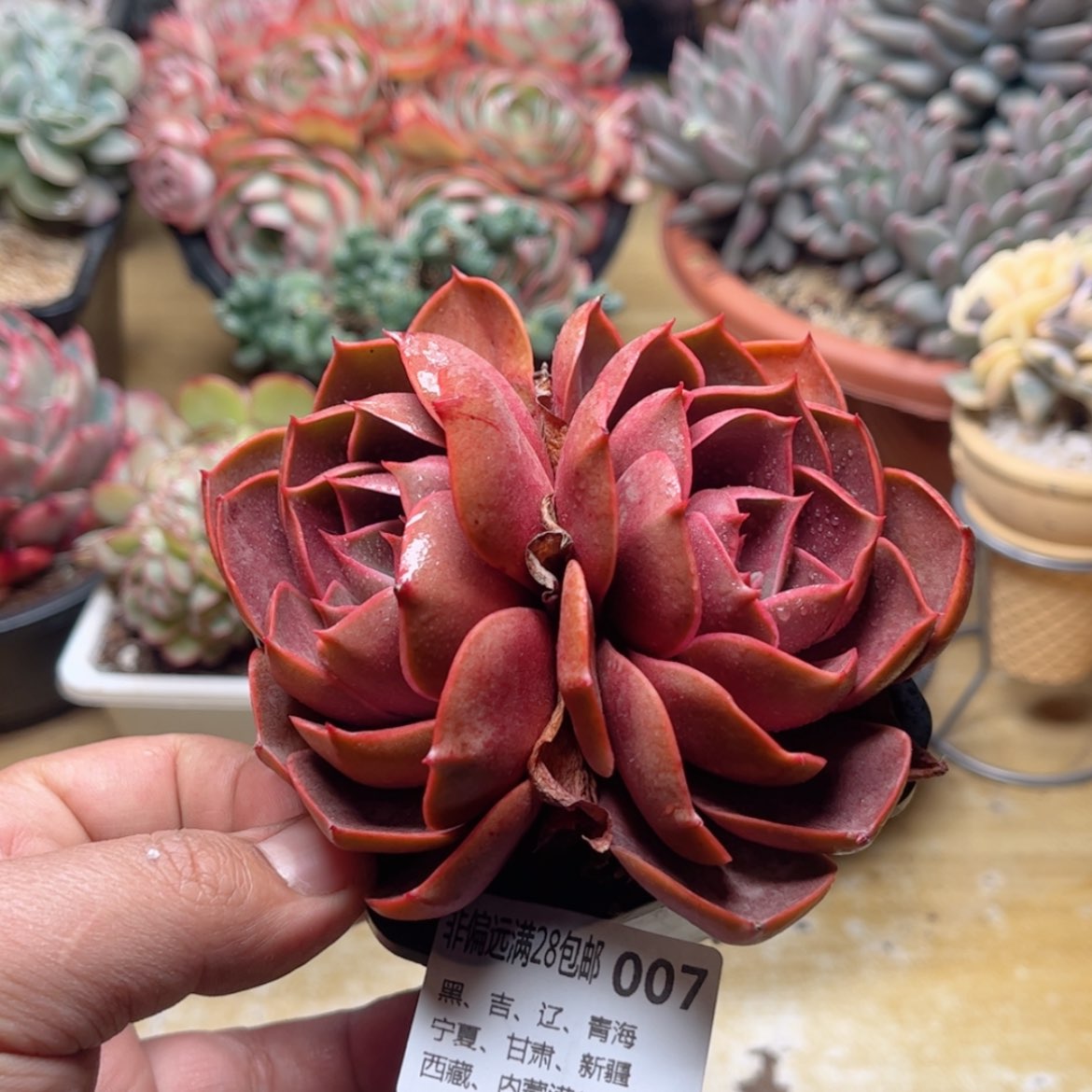 【闪购商品】007红灯