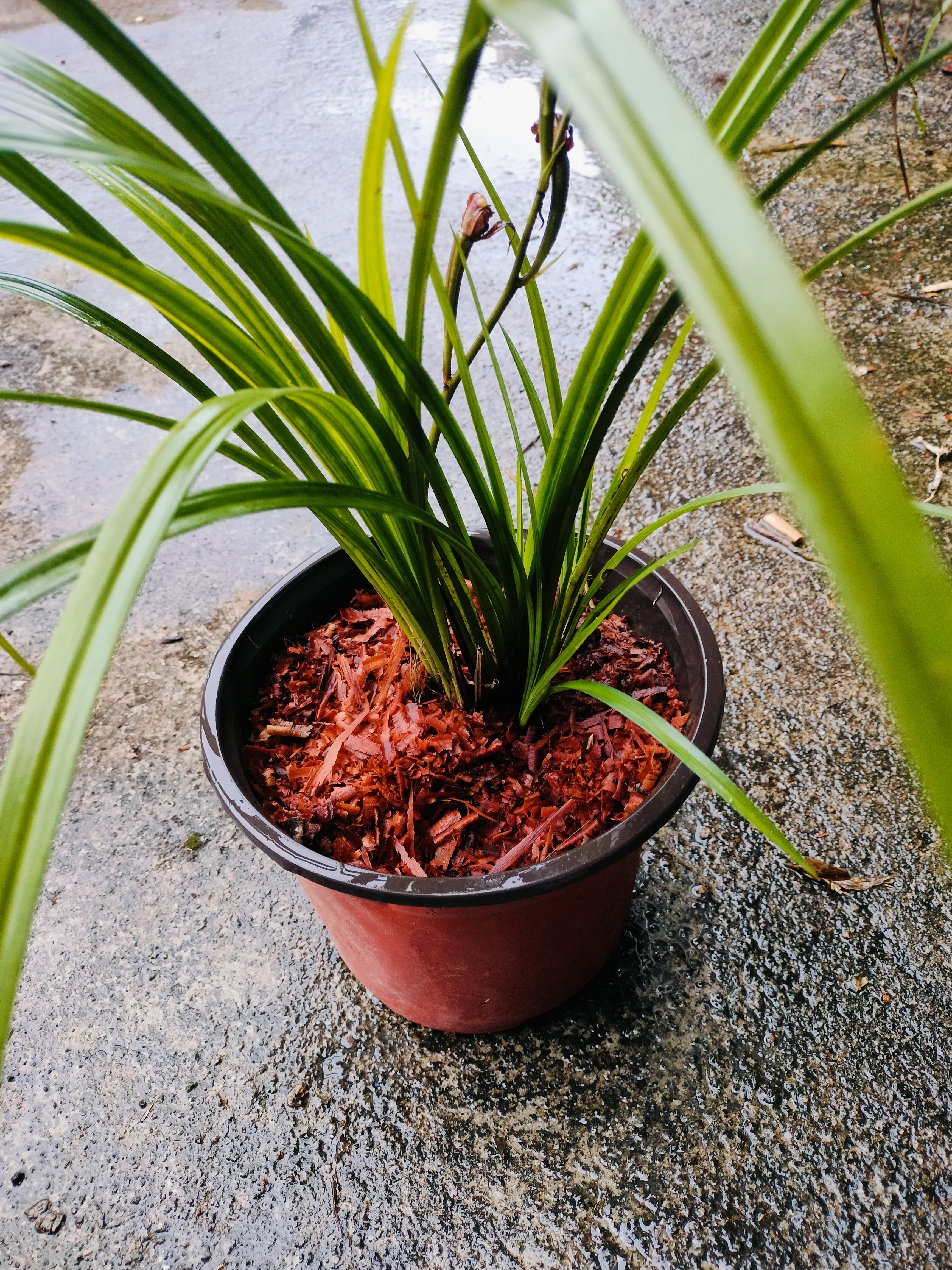 秋芝盆景红花漂香