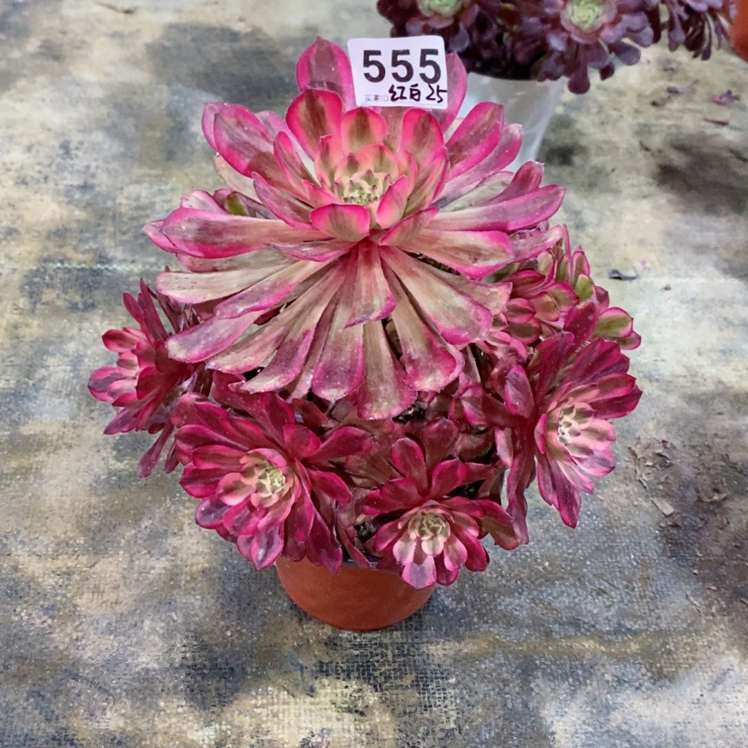 红铜白555多肉1111