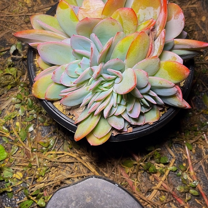 a***颜多肉植物布鲁蓝朵朵