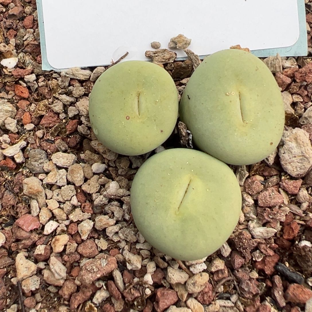 佛***怀29-208肉锥多肉植物