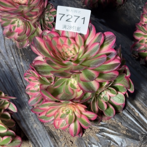 荔枝多肉多肉7271