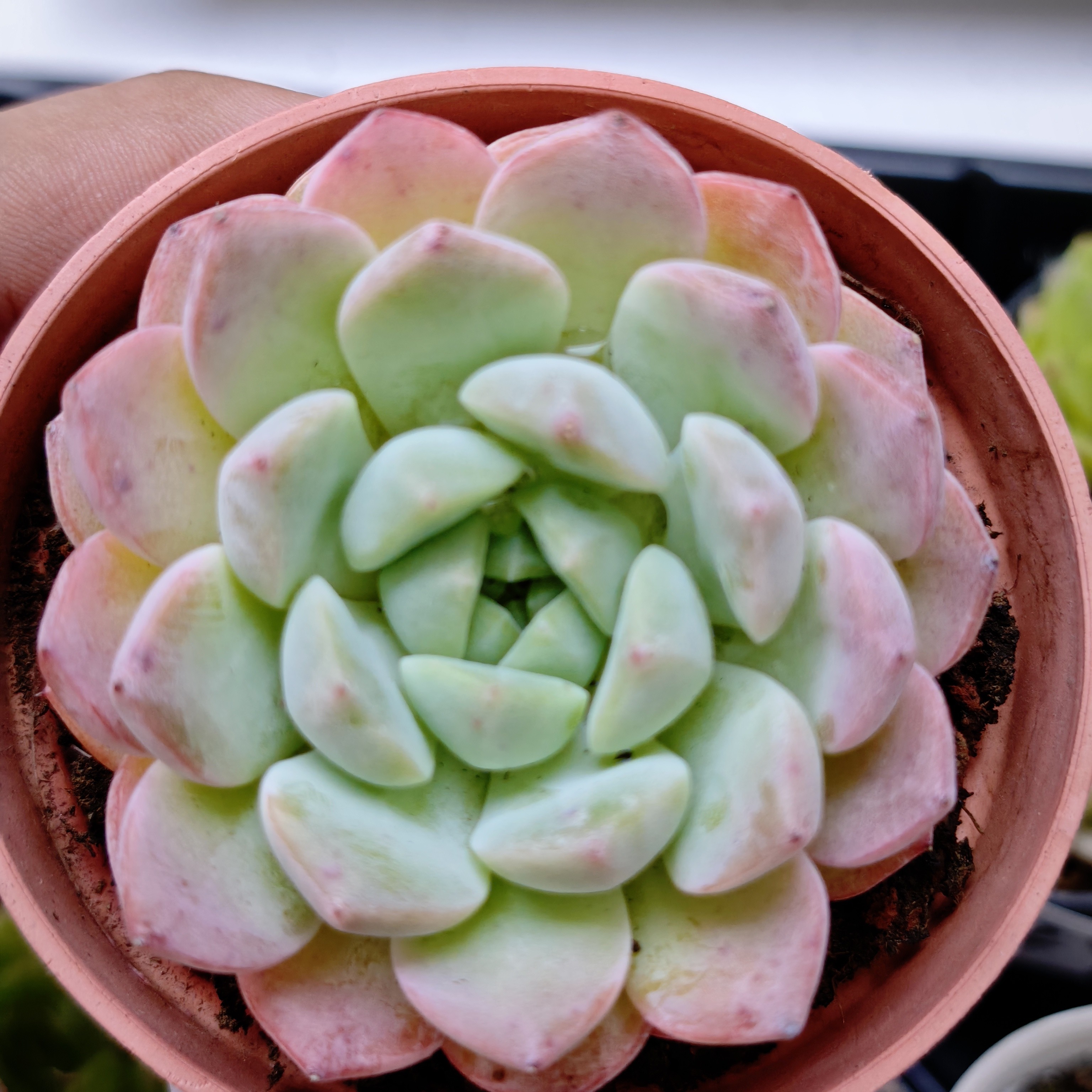 91室内好养的桃蛋雨露等多肉植物组合盆栽花卉
