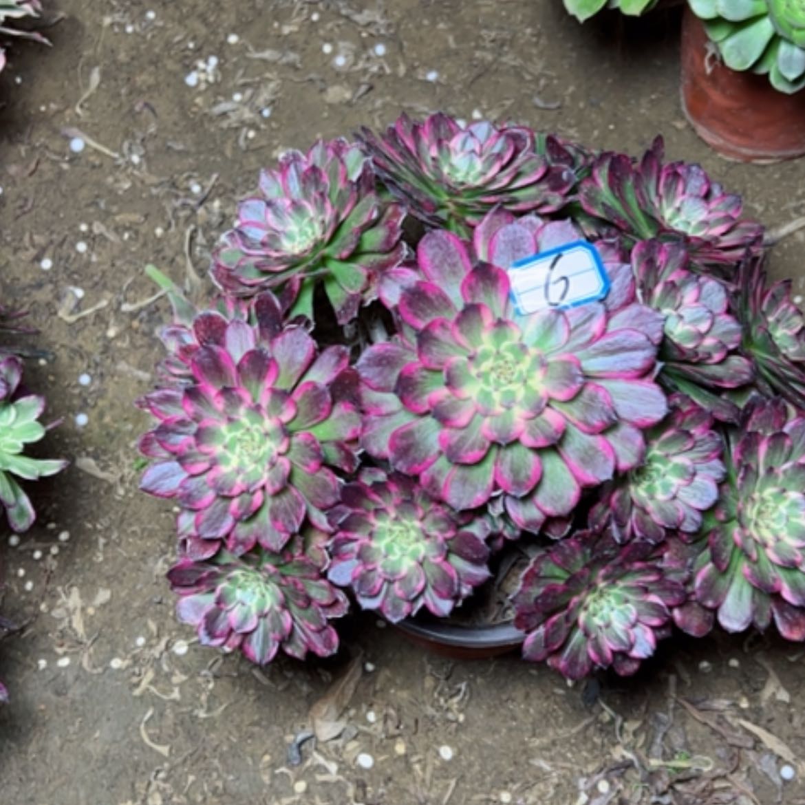 【闪购商品】✨**杰多肉植物黑金刚6