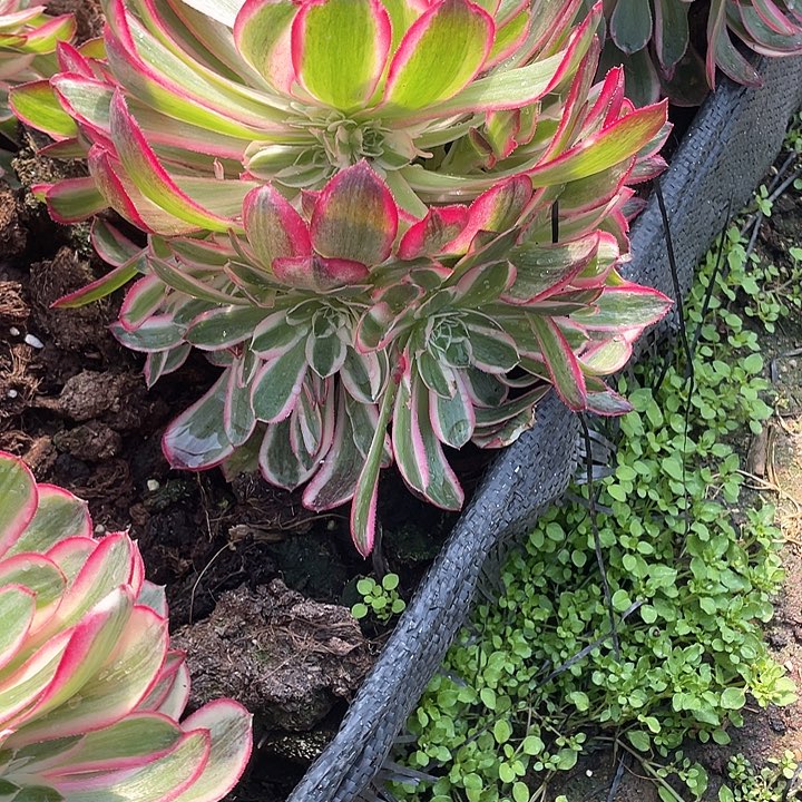 多肉法师多684 孔雀翎